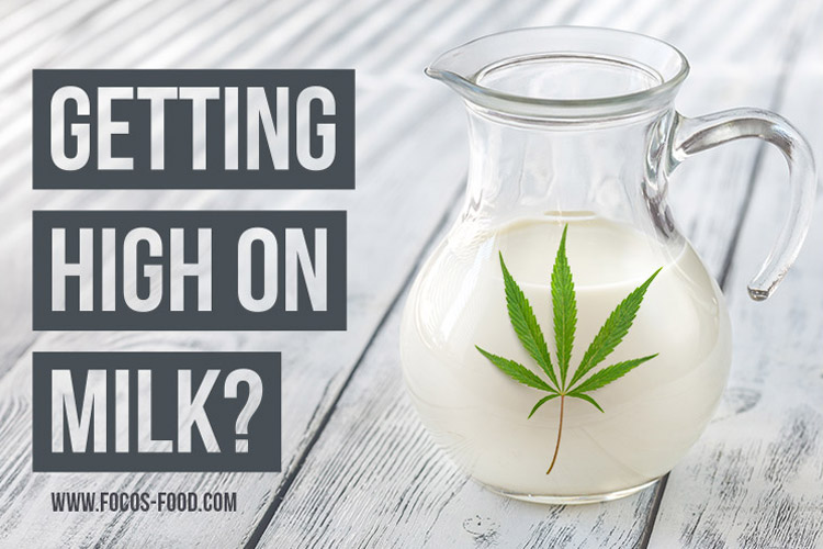 Cannabis in milk Cannabis in milk